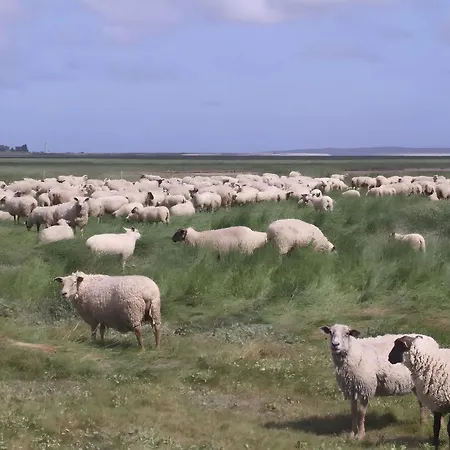 Lilas De * Ponthoile